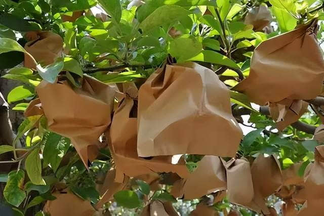 Dos diseños de bolsas protectoras de frutas (Mango de cuchillo y Boca plana) y su aplicación frutas Dos diseños de bolsas protectoras de frutas (Mango de cuchillo y Boca plana) y su aplicación frutas