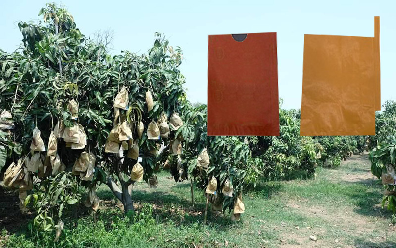 Dos diseños de bolsas protectoras de frutas (Mango de cuchillo y Boca plana) y su aplicación frutas