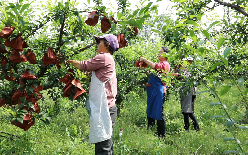 Máquina automática para fabricar bolsas de papel para frutas: cómo funciona y beneficios