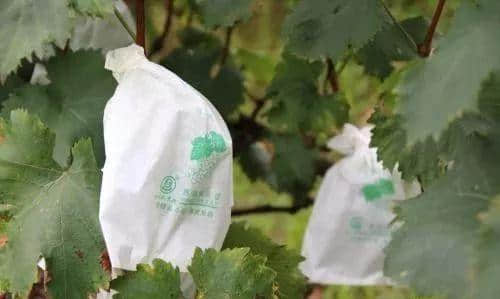 Máquina envasadora de bolsas para uvas: Cómo elegir el color adecuado